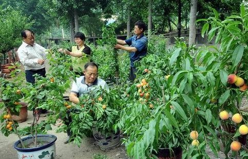 果树盆景的制作1