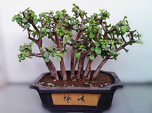 玉叶盆景制作方法2