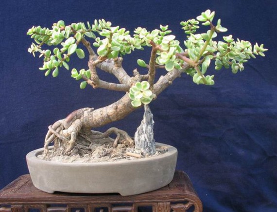 玉叶盆景制作方法7
