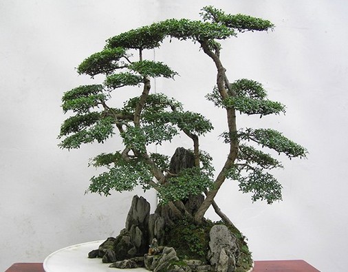 六月雪盆景制作方法6