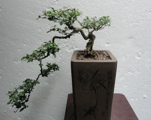 六月雪盆景制作方法3