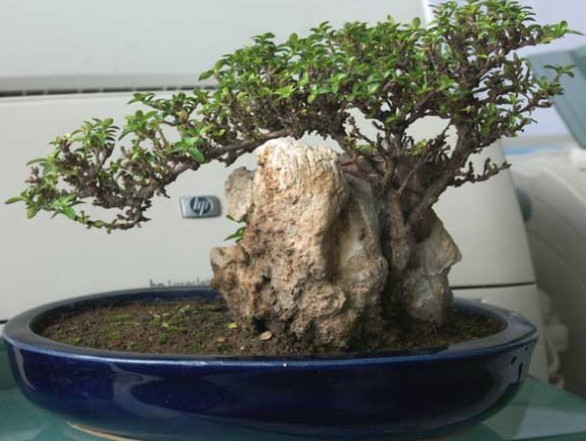 六月雪盆景制作方法2
