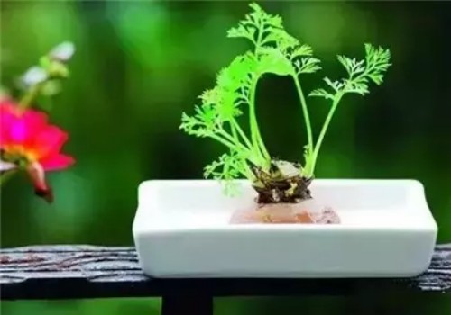 胡萝卜