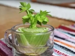 景观与实用相结合的盆景蔬菜DIY