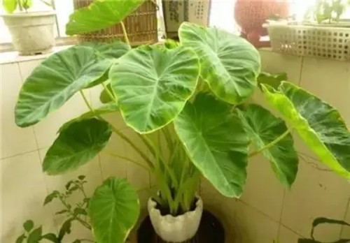 芋头