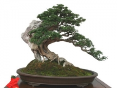 桧柏盆景制作方法