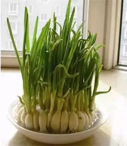水蒜