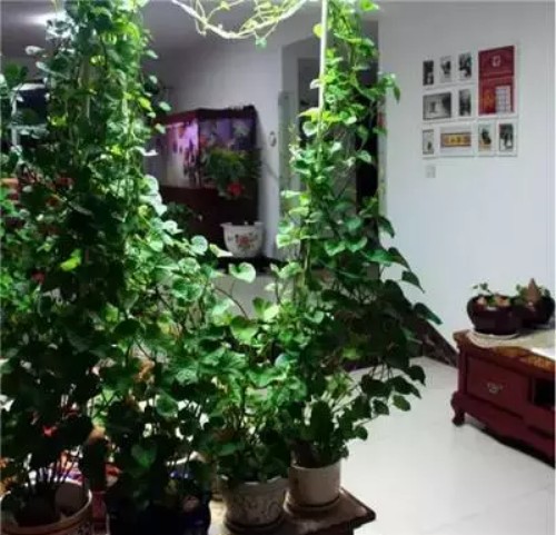 红薯2