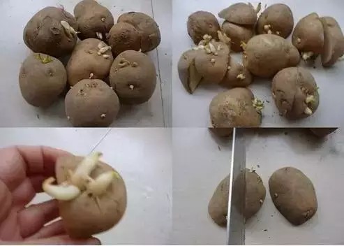 用马铃薯制作盆景1