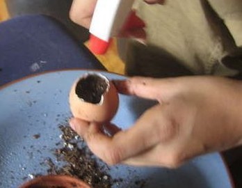 巧用蛋壳制作盆景13