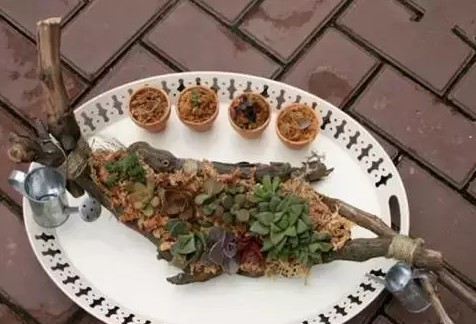 教你用葡萄老藤打造出多肉小方舟