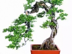 雀梅盆景的制作
