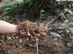 松针土是什么样的