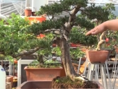 大飘枝罗汉松老桩盆景换盆时如何配盆