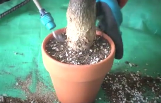 发财树腐烂了花土还能用吗