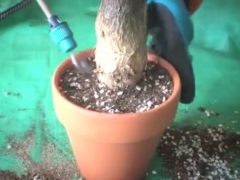 发财树腐烂了花土还能用吗