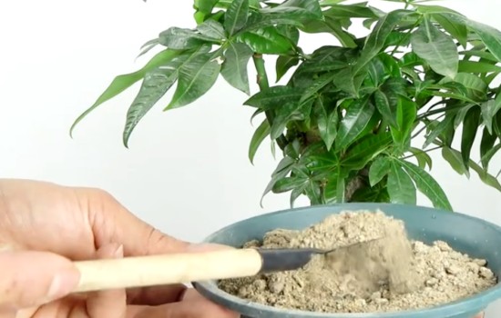 给发财树配土图片