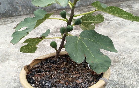 盆栽无花果对土壤的要求