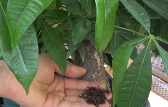 发财树用什么土栽长得最好
