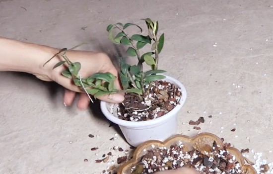 石斛用什么植料最好