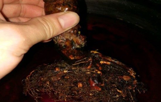 老鸦柿上盆用什么土好