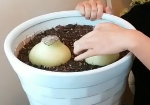 朱顶红用大盆还是小盆