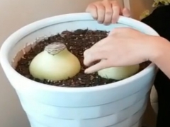 朱顶红用大盆还是小盆
