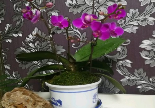 新鲜苔藓能种蝴蝶兰吗