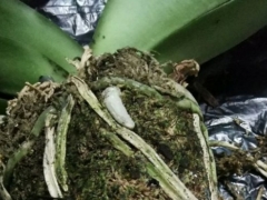 蝴蝶兰可以用营养土吗