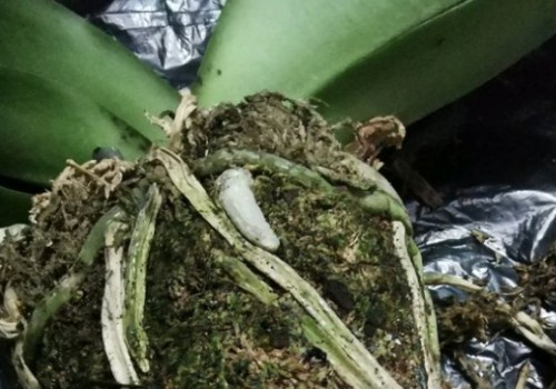 蝴蝶兰可以用营养土吗