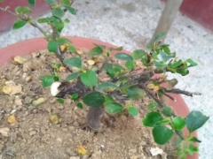 珍珠梅用什么土栽好