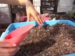 如何使用蛭石珍珠岩栽培平安树