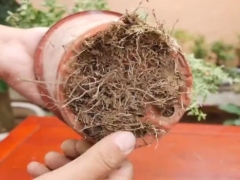 满天星花盆需要打孔吗
