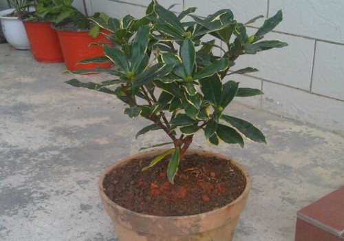 瑞香适合用什么花盆