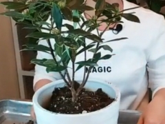 塑料盆适合种瑞香吗