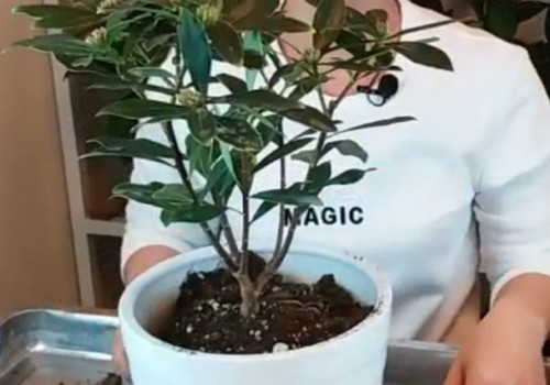 塑料盆适合种瑞香吗