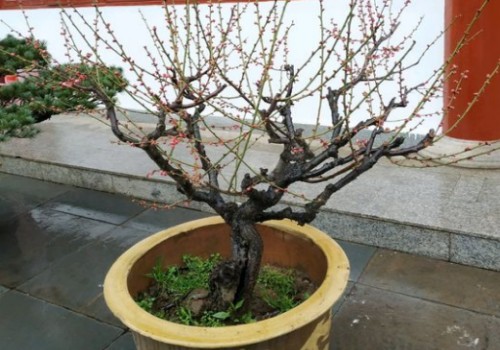 梅花盆栽用什么土最好