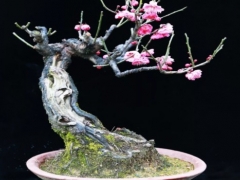梅花盆景选盆：梅花用什么盆最好