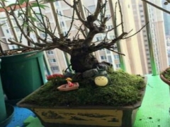 梅花盆栽铺青苔好吗