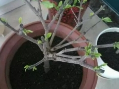 花盆底部垫什么更好