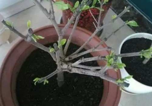 花盆底部垫什么更好