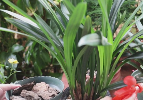 松树皮种兰花的方法