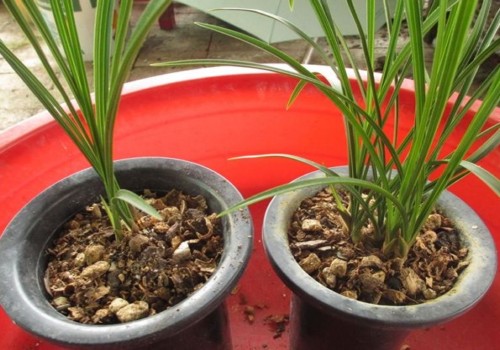 花生壳怎样做兰花植料