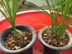花生壳怎样做兰花植料