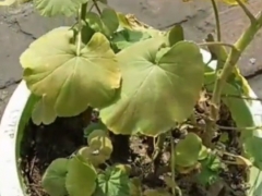 花盆盆土板结怎么办
