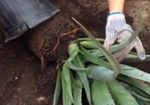 花盆盆土板结怎么办5