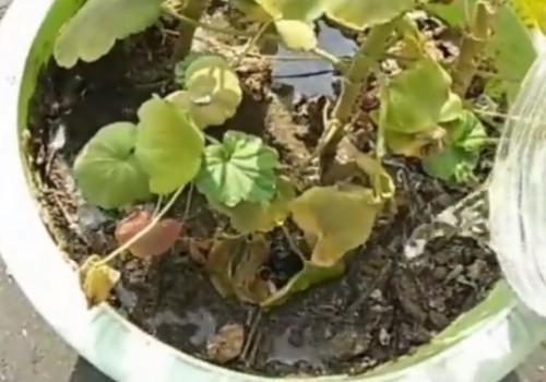 花盆盆土板结怎么办2