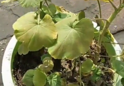 花盆盆土板结怎么办1