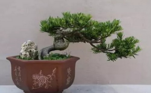 罗汉松用什么花盆好看
