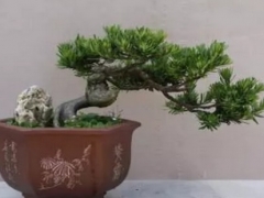 罗汉松用什么花盆好看